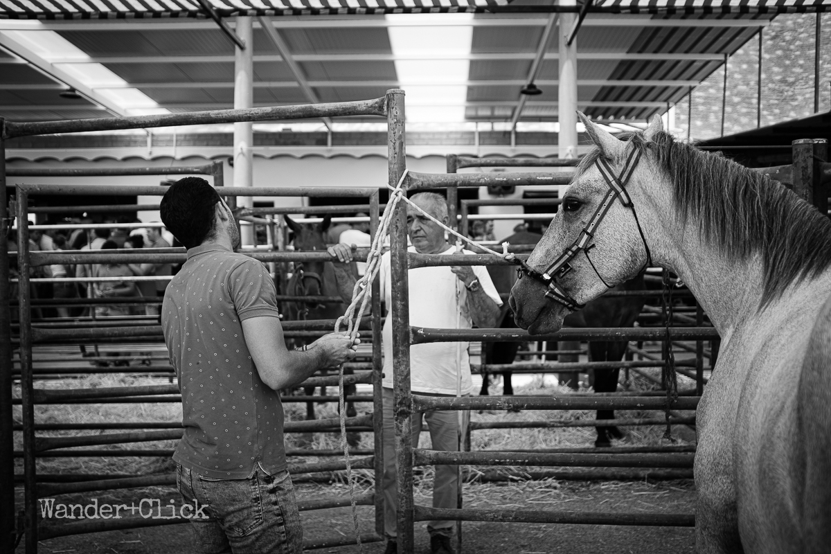 La vida en el campo ii