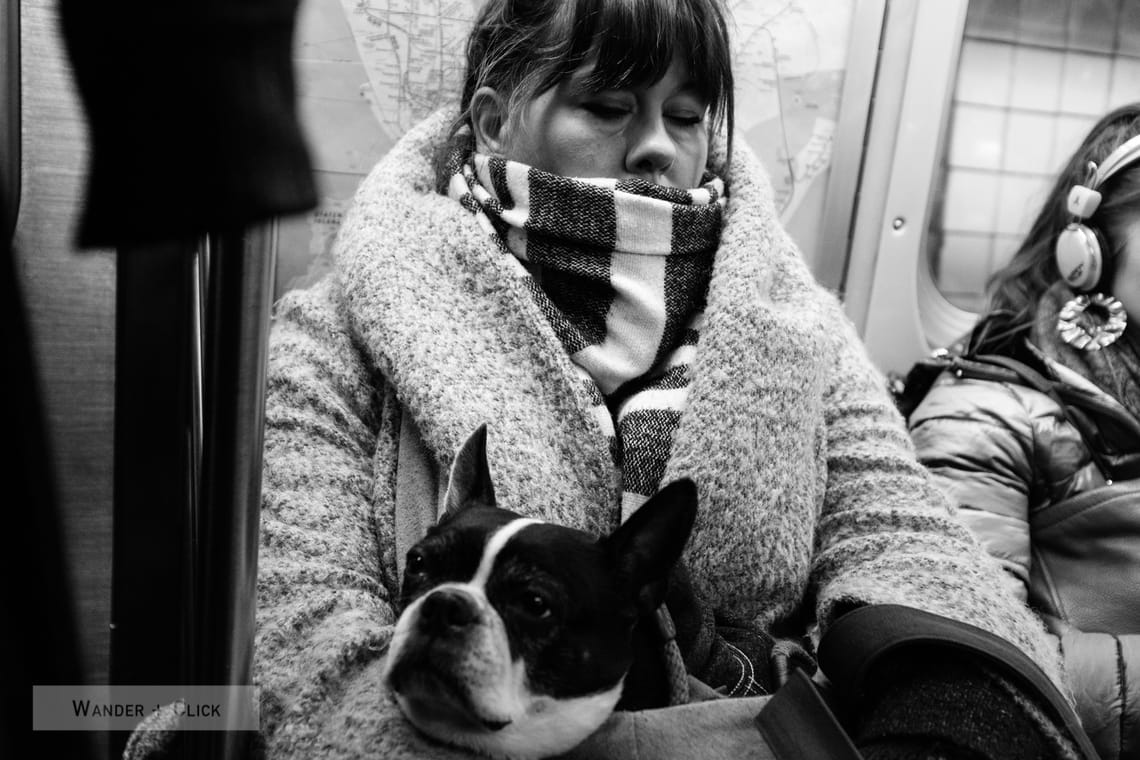 The dog's in the bag