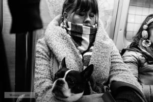 The dog's in the bag